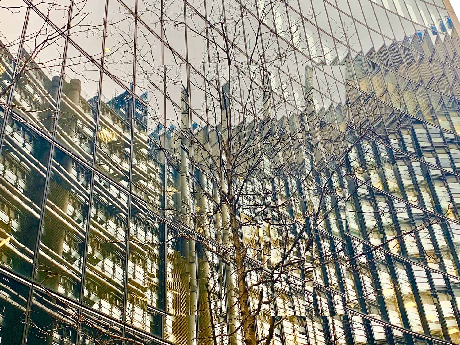 tree in front of a glass building