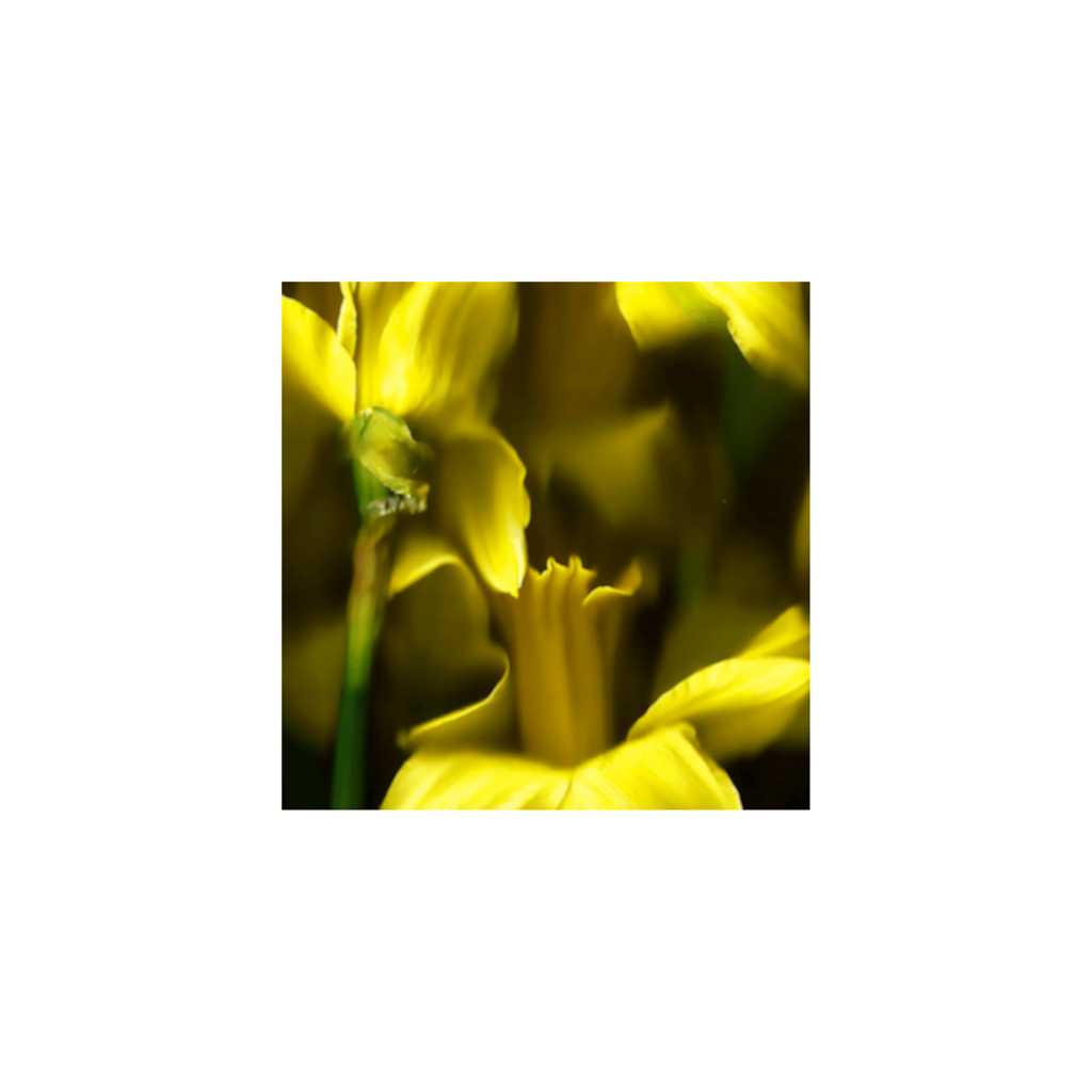 Blurred daffodils