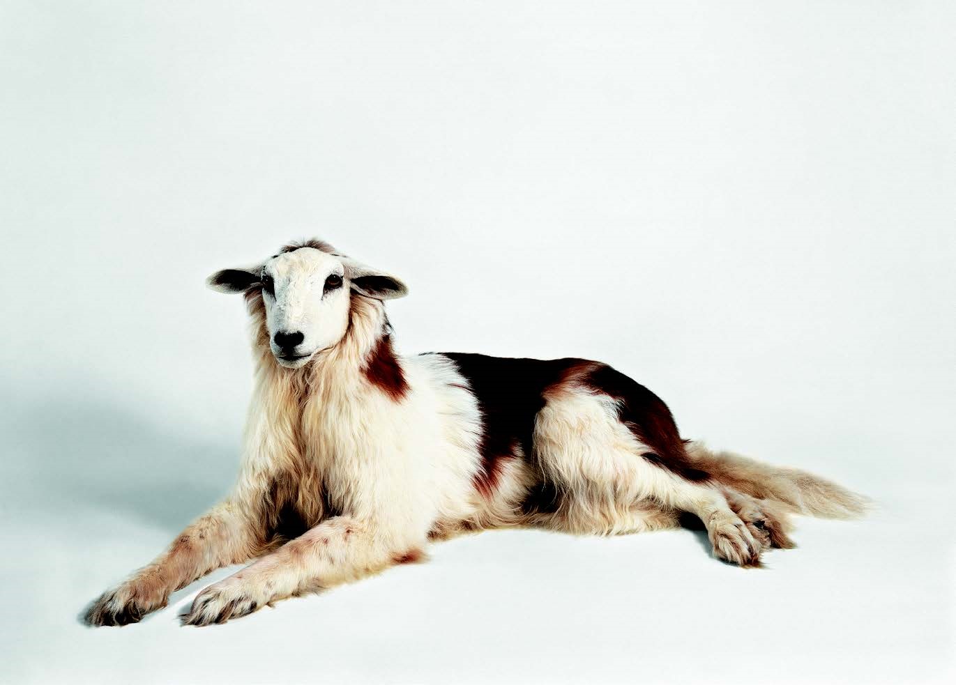 image of taxidermy