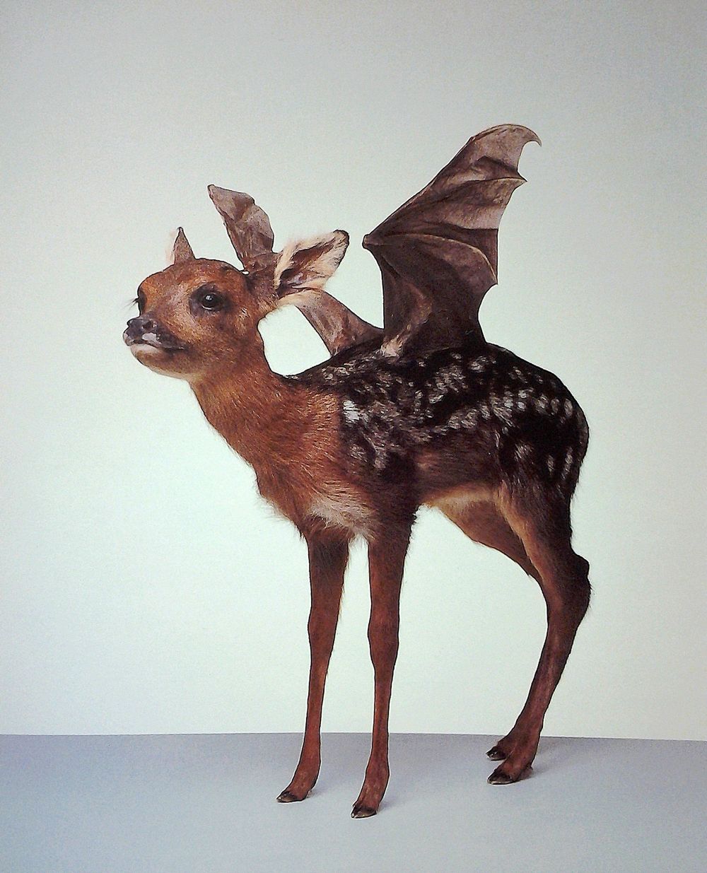 image of taxidermy