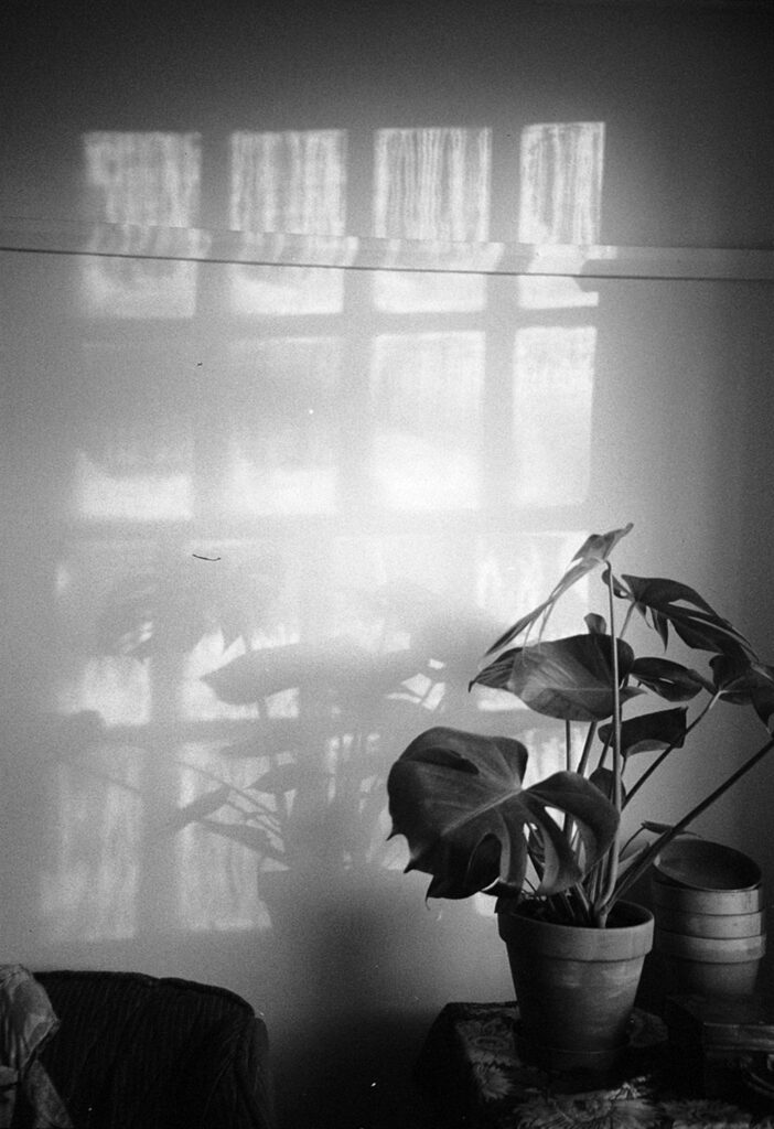 Black and white photograph of house-plant in a room with shadow