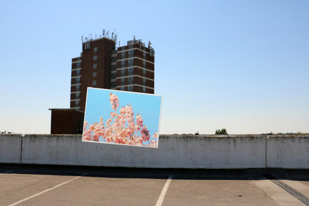 photograph of blossom overlaid on photo of tower block