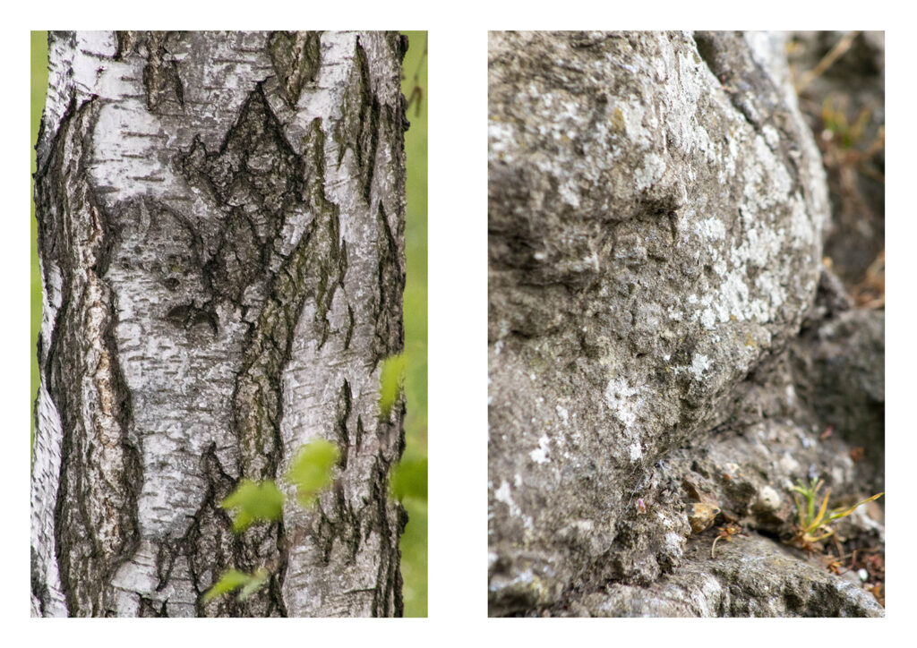 Two photographs of tree bark
