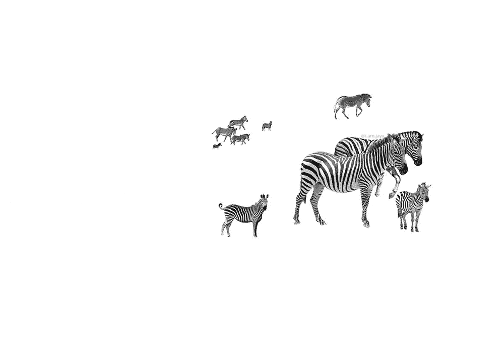 herd of zebras on a map